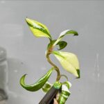 Philodendron red anderson
